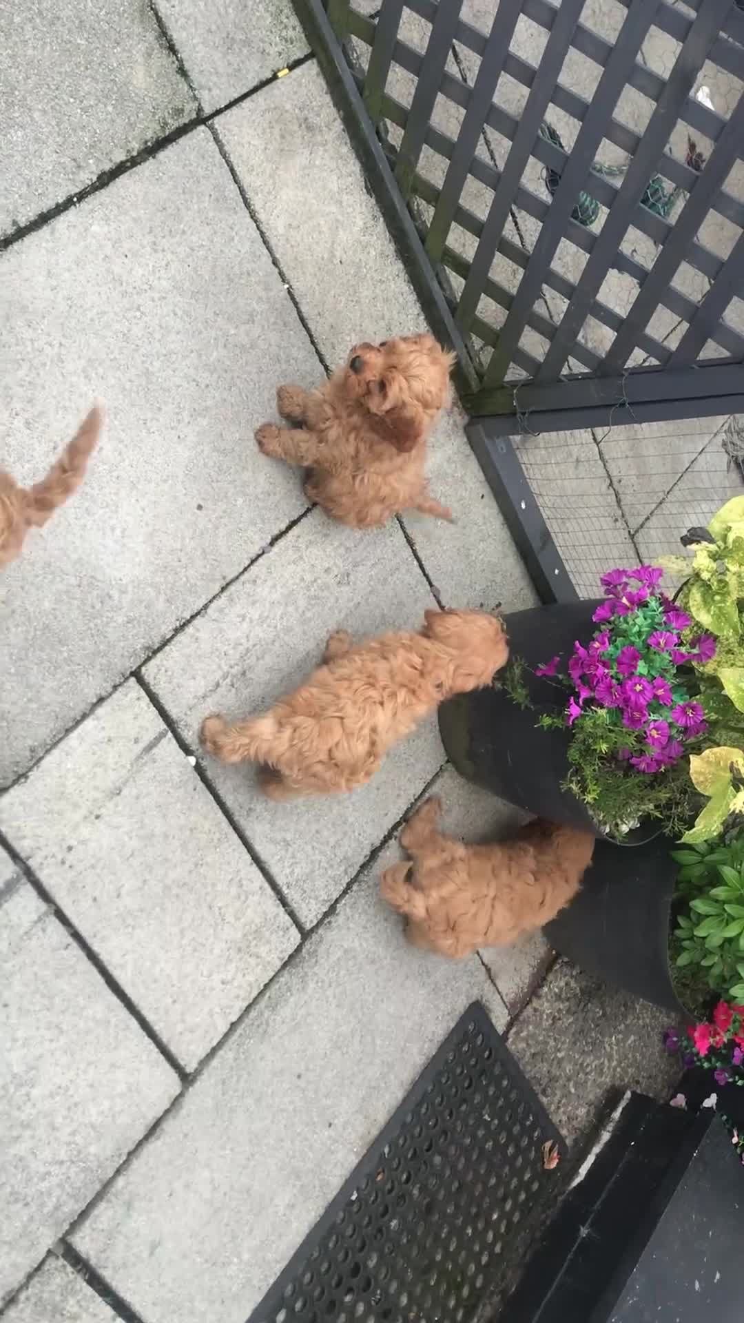 Cavapoo dogs for sale: Stunning 🌟Cavapoo girl extensively DNA tested 🌟 - Video 2