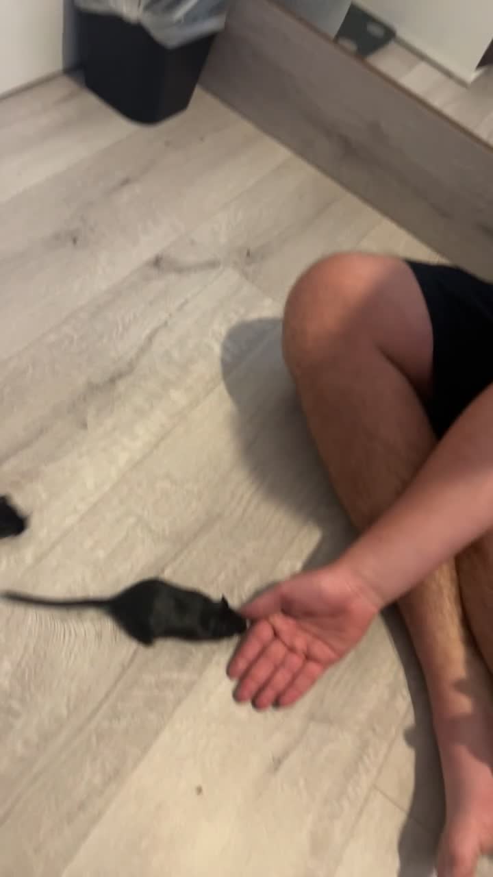Gerbil rodents for sale: 3 boy gerbils need a loving home - Video 1