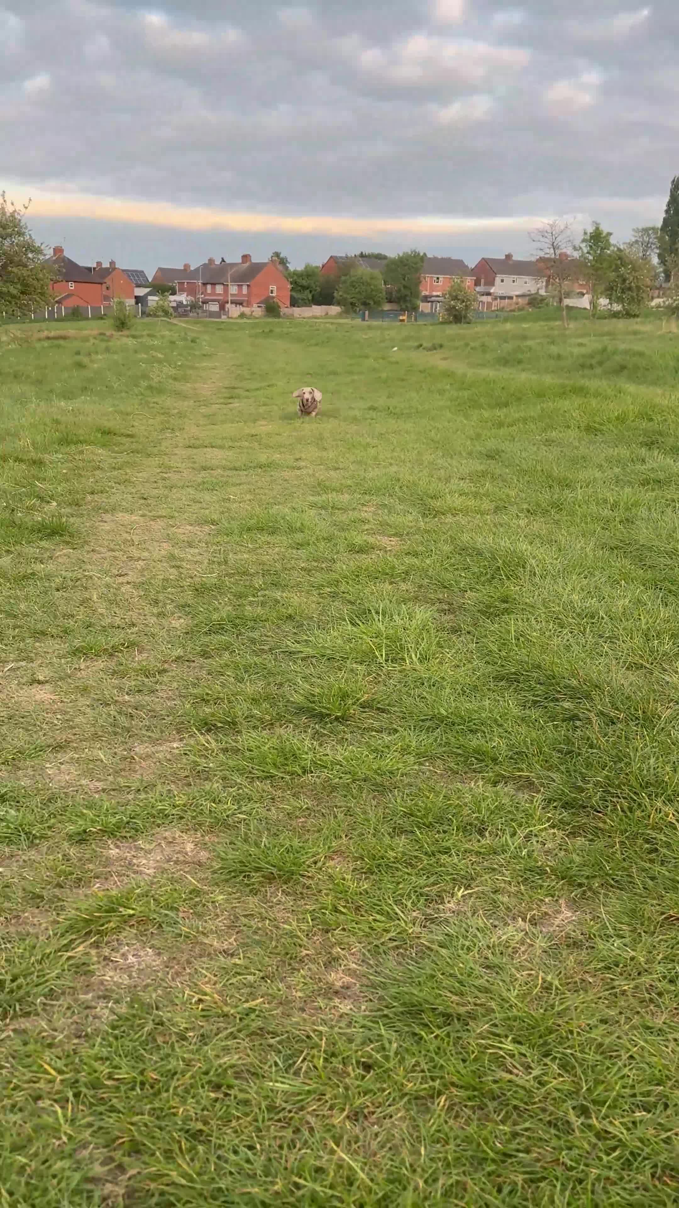 Miniature Dachshund dogs for stud: Miniature Dachshund Stud – Isabella & Tan Piebald - Video 1