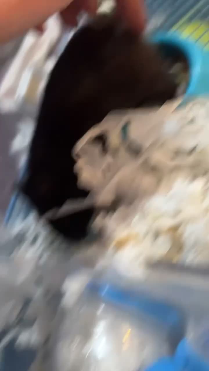 Hamster rodents for sale: Male/female hamster  - Video 1