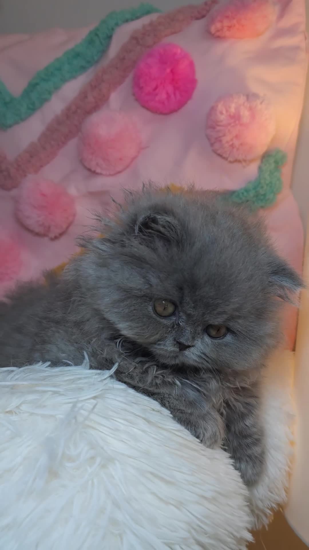 British Longhair cats for sale: ✨️Exceptional Blue British Longhair boy✨️ - Video 1