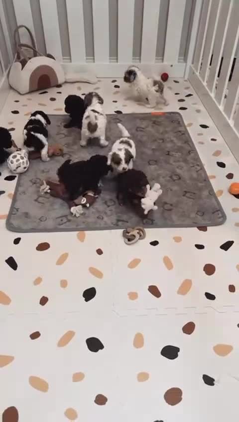 Cavapoo dogs for sale: Adorable Home-Raised Cavapoo Puppies in London - Video 1