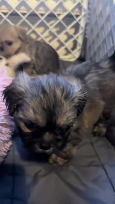 Mixed Breed dogs for sale: SHIH TZU/ CHIHUAHUAS  - Video 3