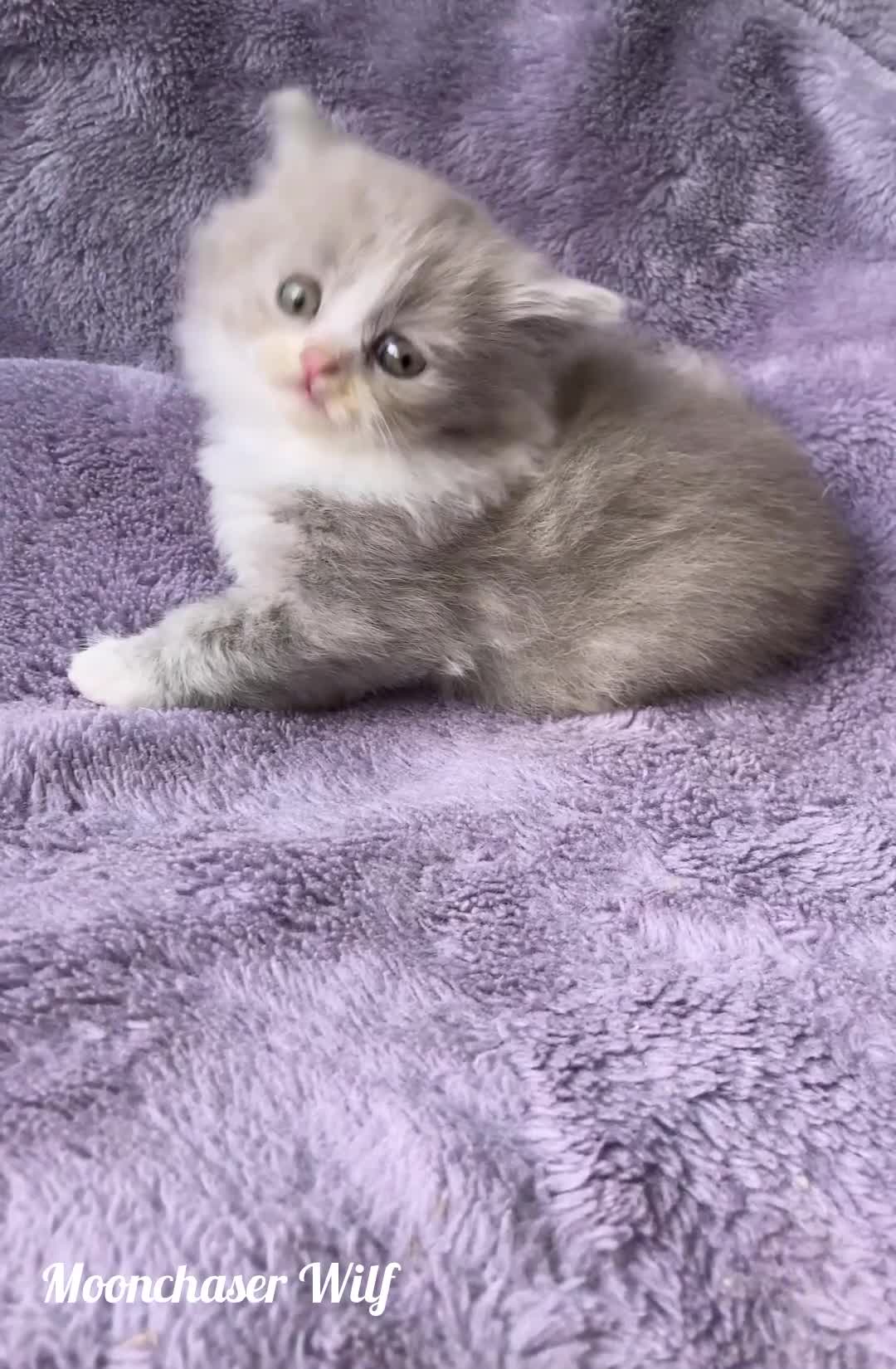 British Longhair cats for sale: Stunning British Longhair Boys TICA Registered - Video 2