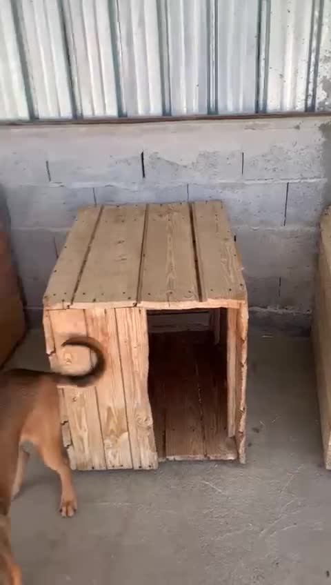 Mixed Breed dogs for adoption: Harper, 18 months. Available for adoption. - Video 2