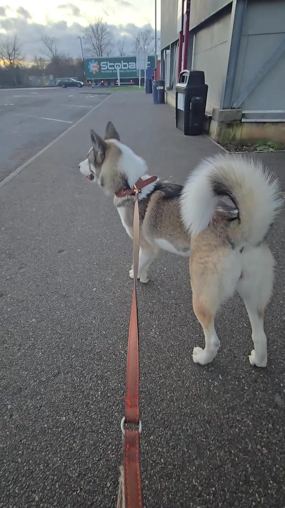 Huskita dogs for sale: Huskita to rehome  - Video 1