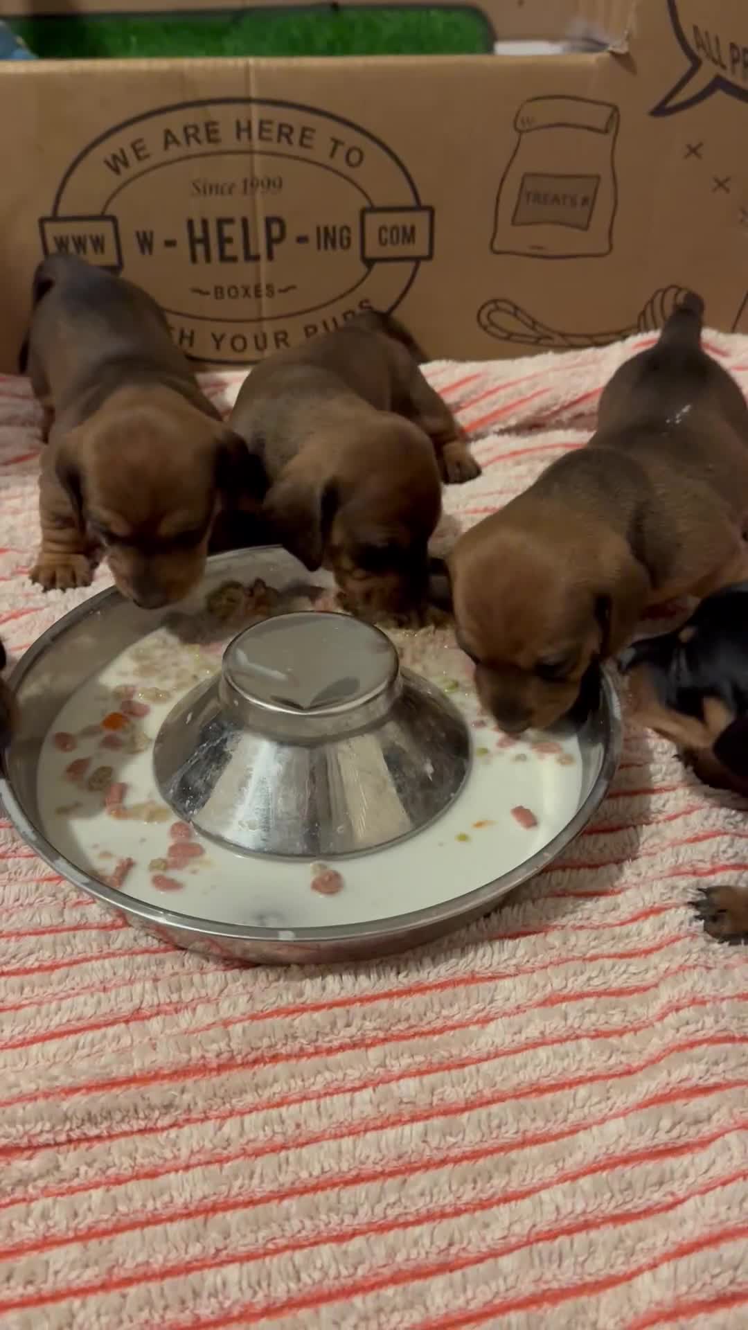 Miniature Dachshund dogs for sale: 1 dog left! Ready now. KC reg - Video 2