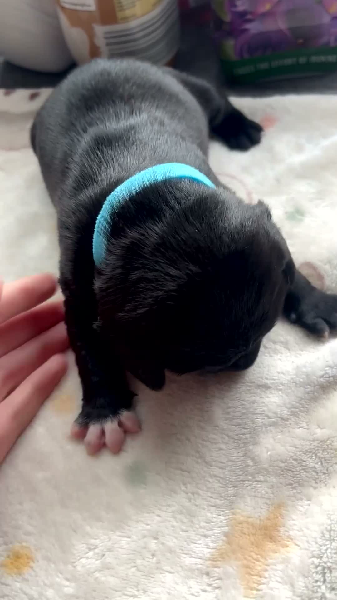 Mixed Breed dogs for sale: Puppies Available Soon - Video 2