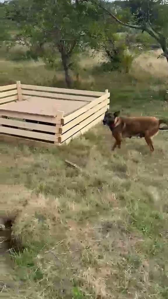 Belgian Shepherd Dog dogs for sale: Outstanding Belgium malinois puppies  - Video 1
