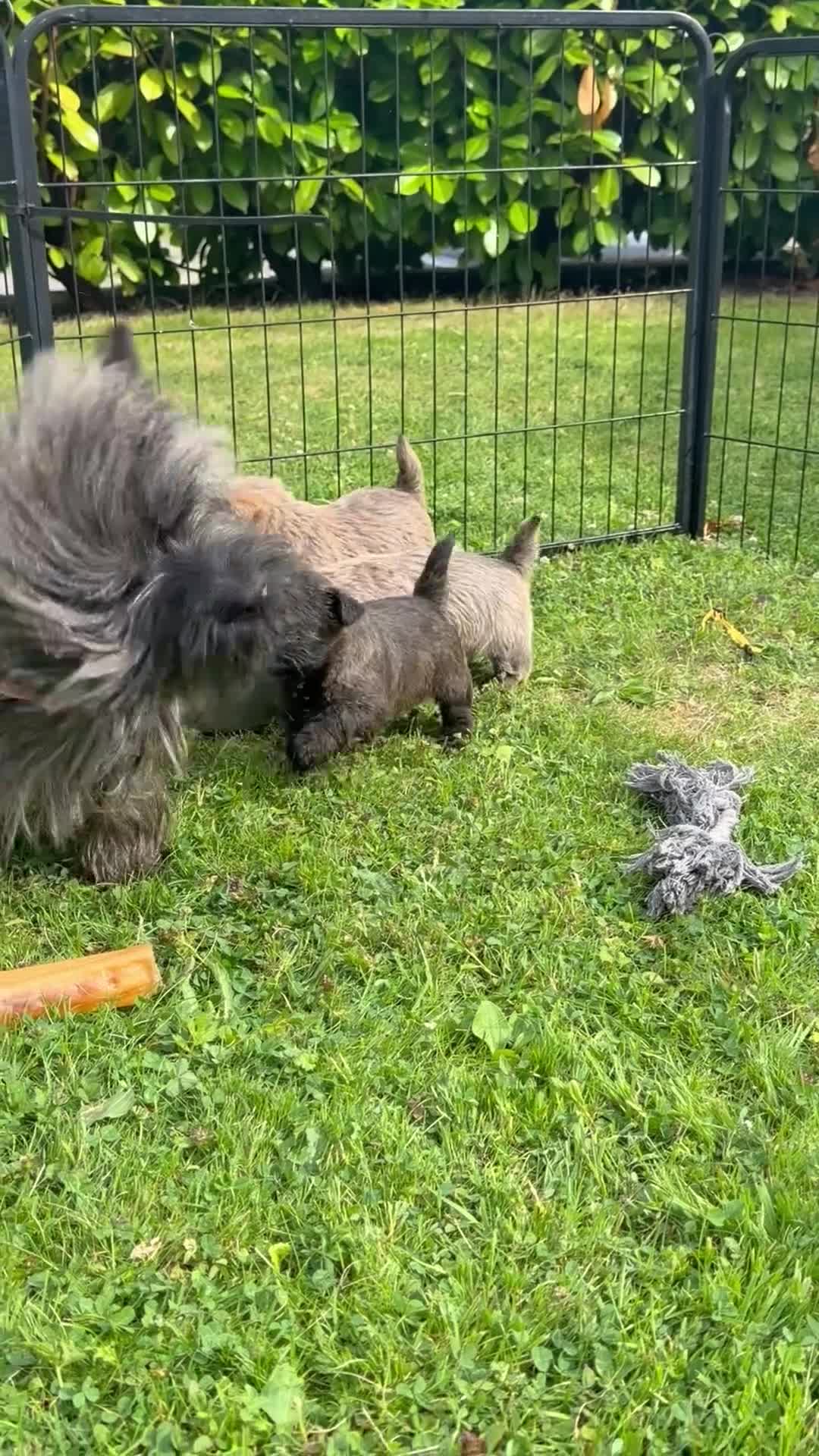 Cairn Terrier dogs for sale: Beautiful KC Reg Cairn Terrier Puppies 🐾  - Video 2