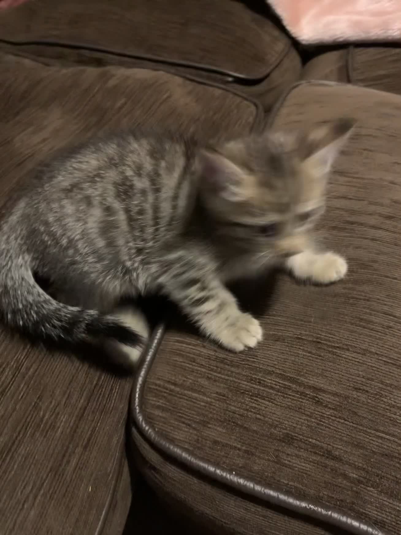 Mixed Breed cats for sale: Kittens  - Video 1