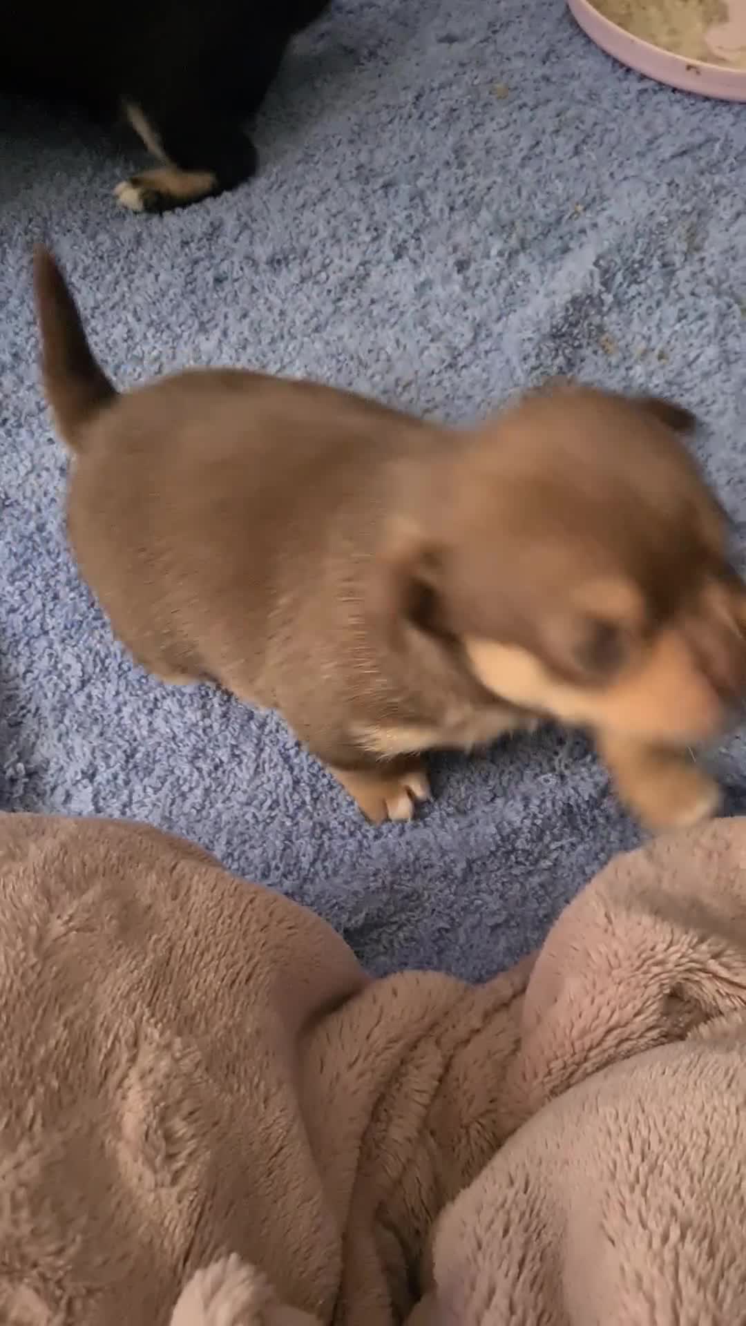 Mixed Breed dogs for sale: Shihchi × pomchi - Video 1