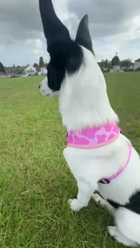 Border Collie dogs for sale: Luna  - Video 1