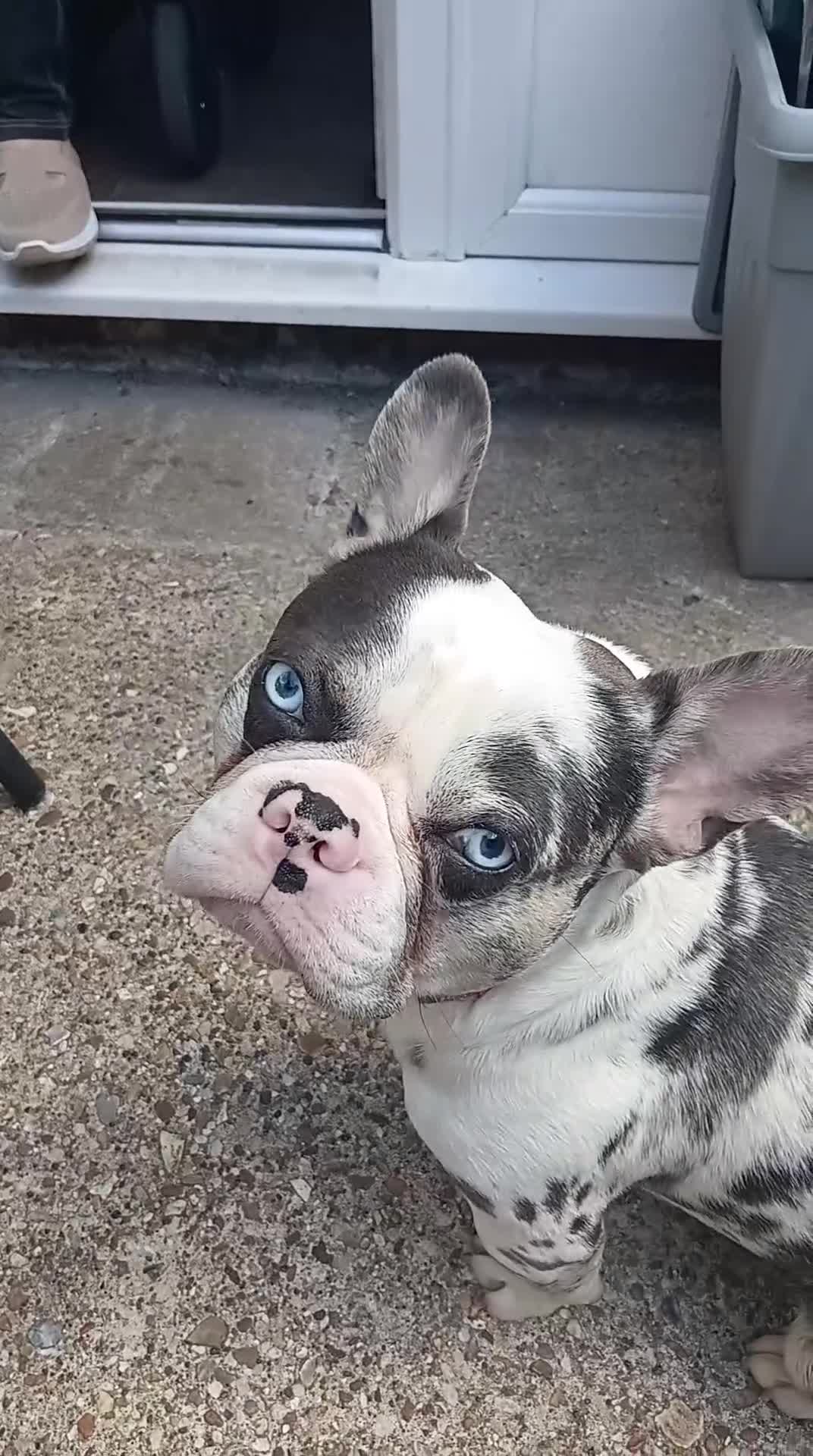 French Bulldog dogs for sale: UNIQUE 2 YEAR OLD MALE FRENCH BULLDOG (BLUE EYES)  - Video 1