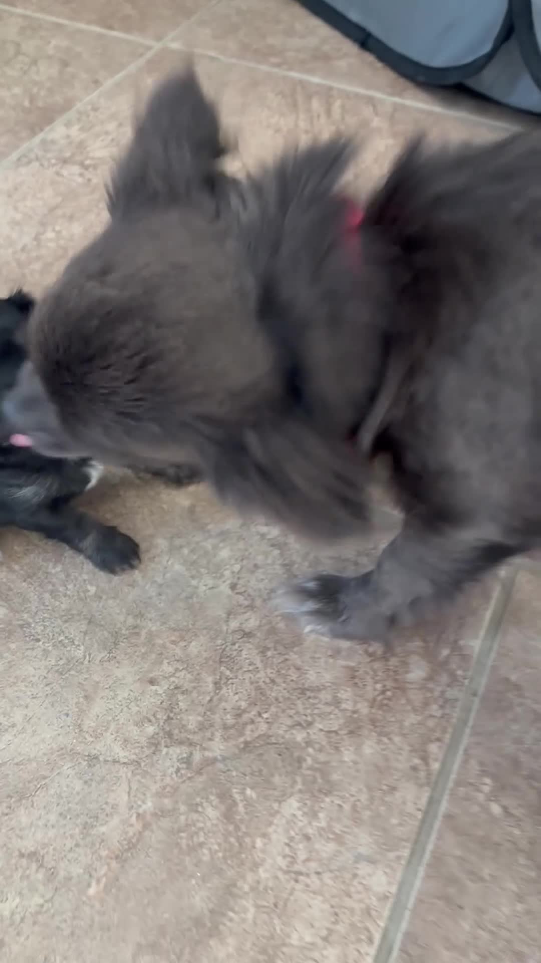 Chihuahua dogs for sale: Chihuahua puppies  in Dereham - Video 4