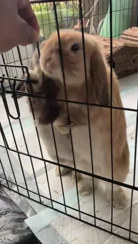Mini Lop rabbits for sale: Mini lops for sale - Video 1