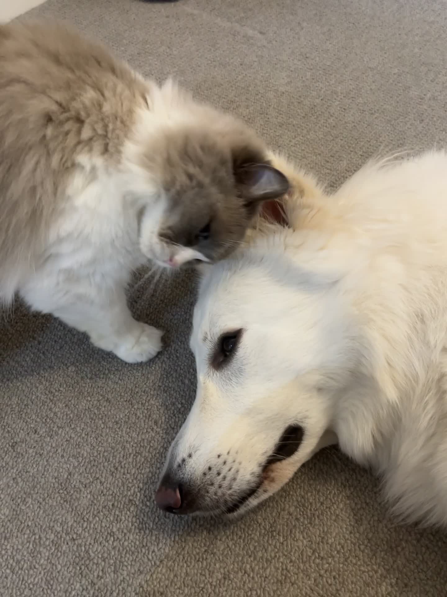 White Swiss Shepherd dogs for sale: KC registerd Well-Trained White Swiss Shepherd - Video 1