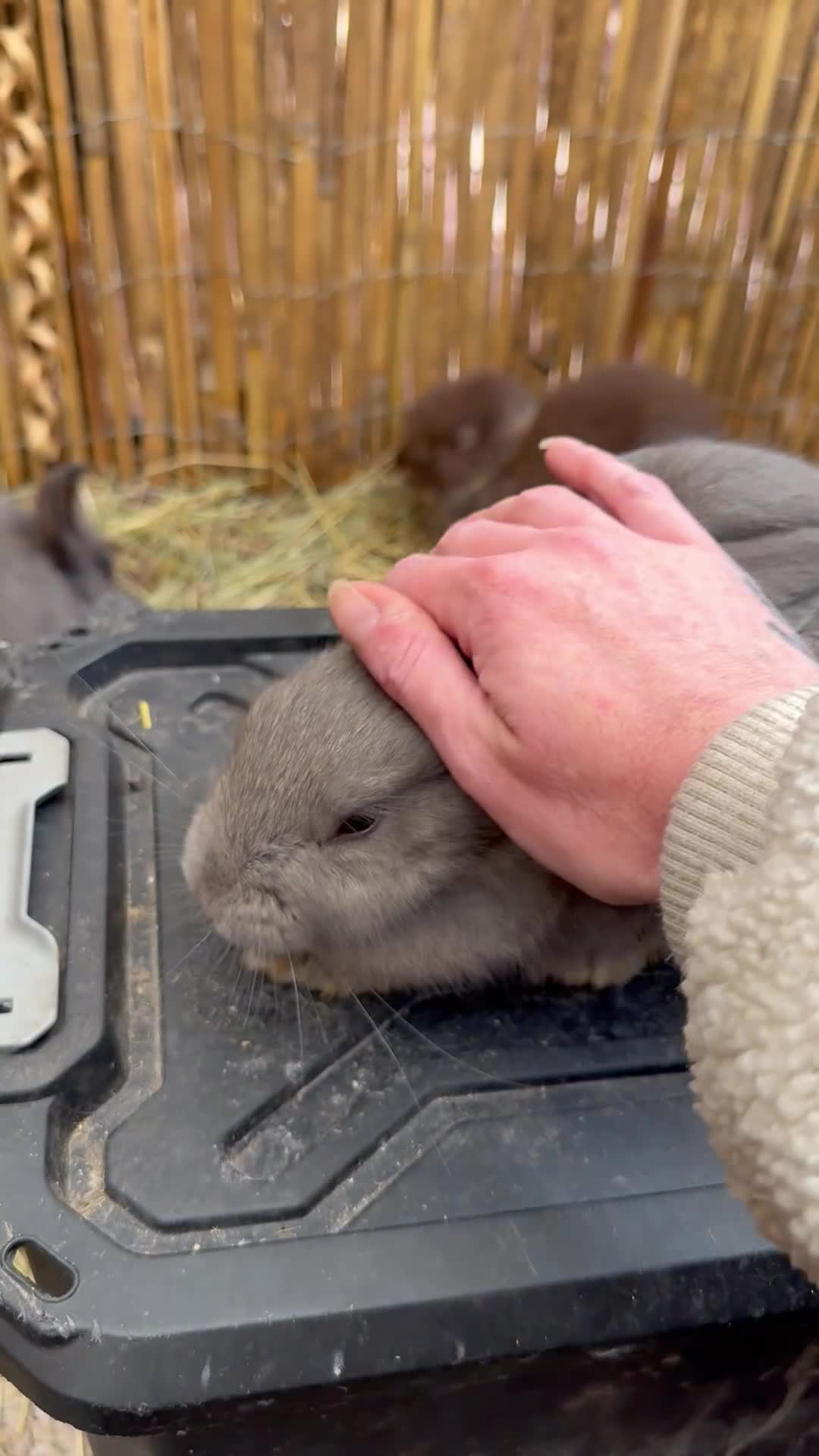 French Lop rabbits for sale: Continental x French lop 🩶 READY TO LEAVE NOW  - Video 2