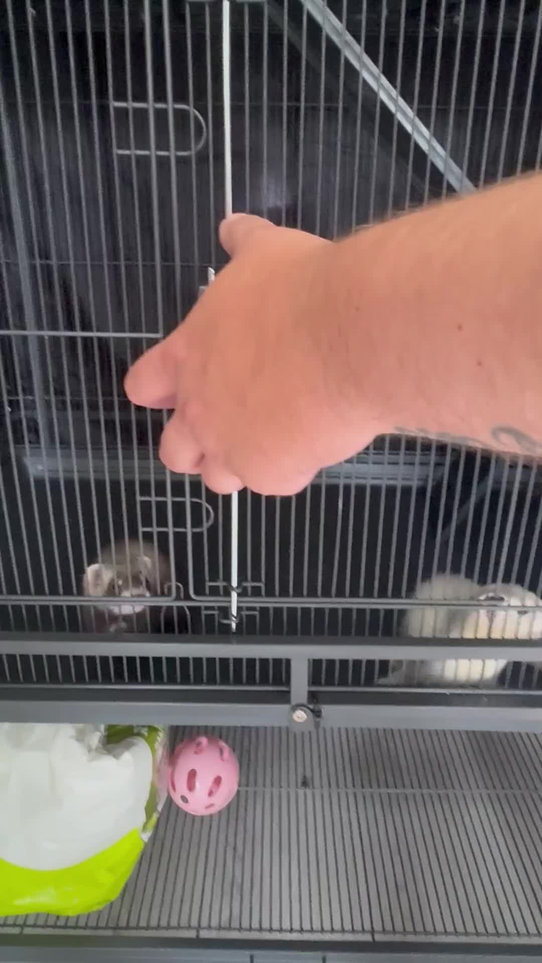 Ferret rodents for sale: Beautiful young kits with all equipment!!! in Huntingdon - Video 1