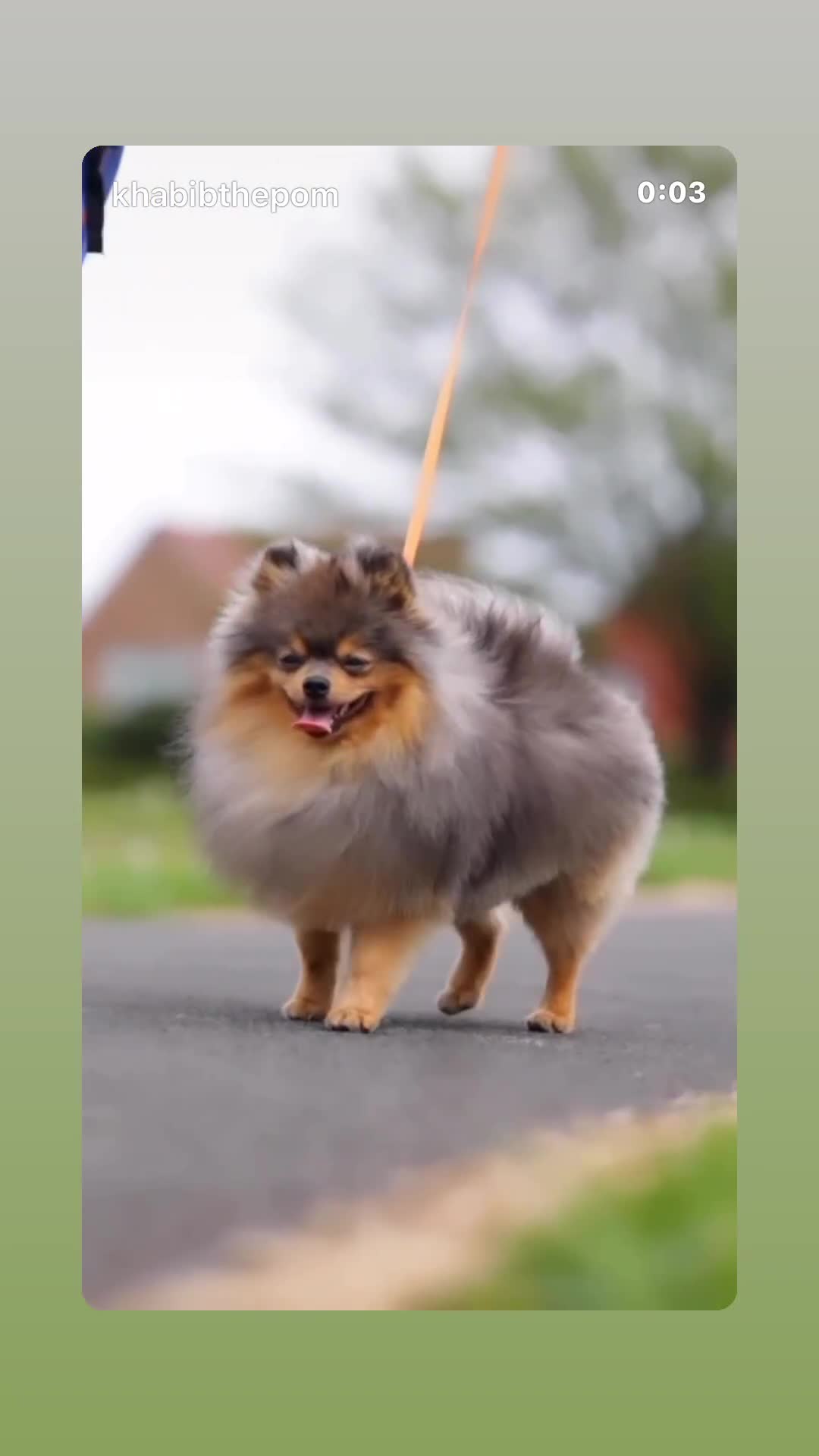 Pomeranian dogs for stud: Khabib the Pom open for stud - Video 2