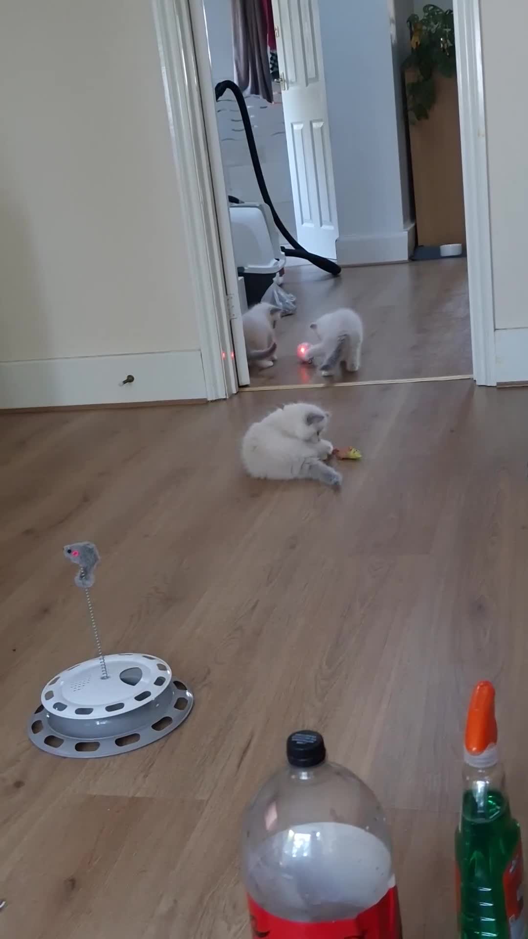 Ragdoll cats for sale: Ragdoll  kitten  - Video 1