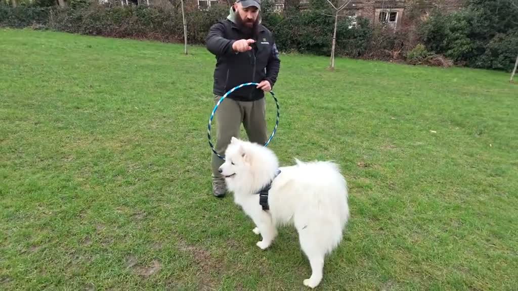 Samoyed dogs for stud: KC Registered Samoyed Male Available for Stud - Video 1