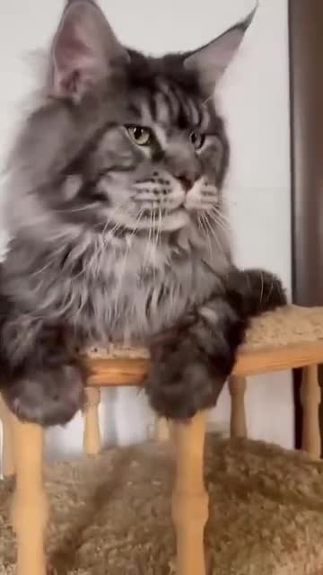 Maine Coon cats for sale: XXL RUSSIAN MAINE COON KITTENS - Video 2