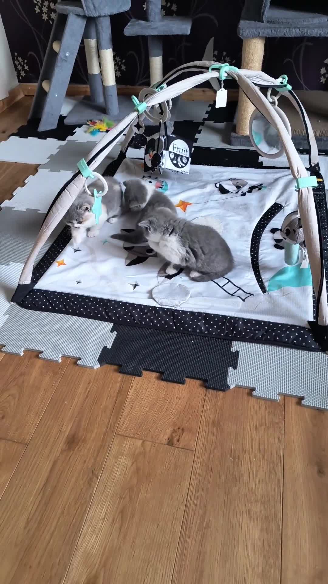 British Shorthair cats for sale: Bicolour Male Blue female Champion lines.  - Video 3