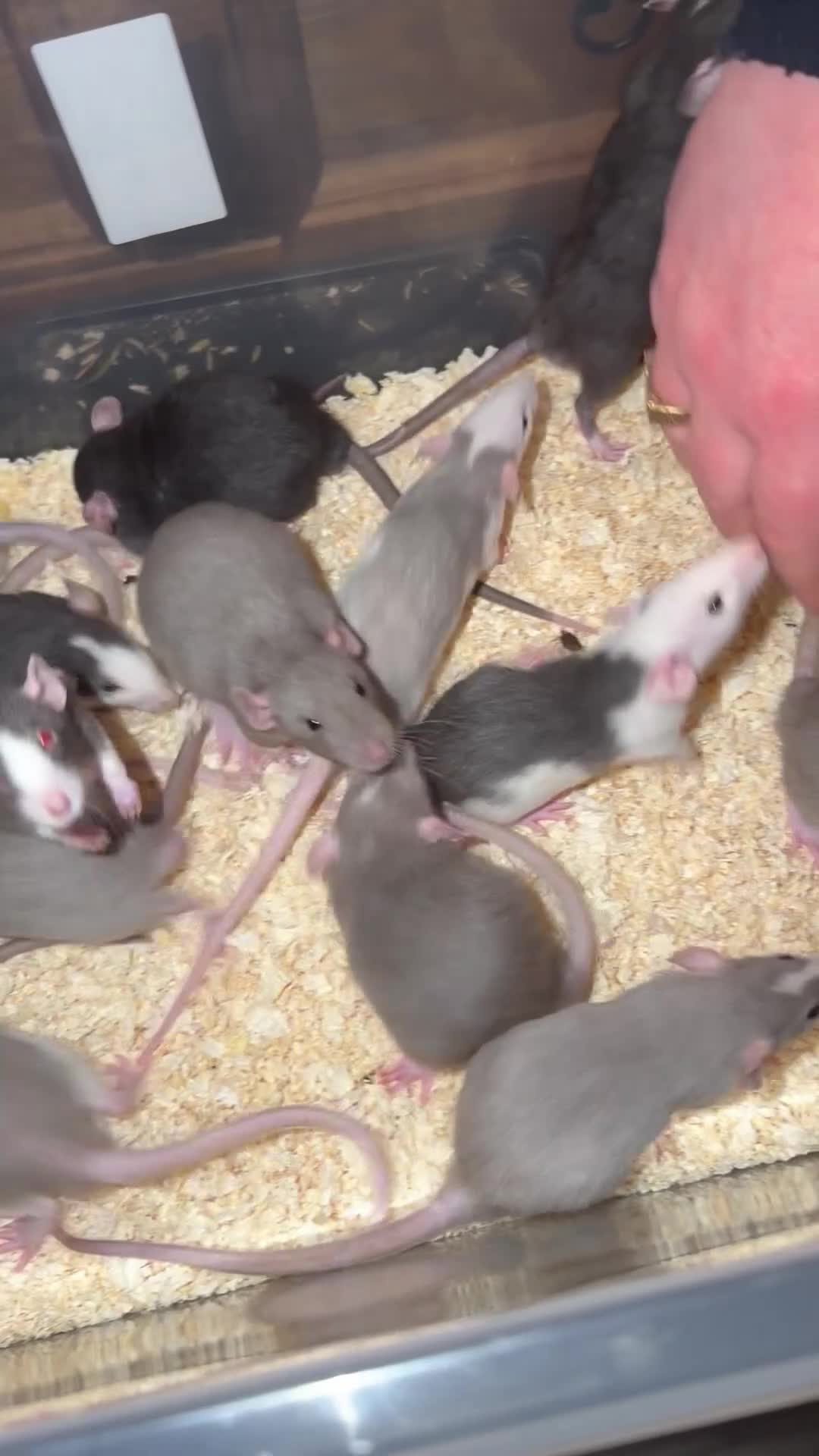 Rat rodents for sale: Adorable Dumbo baby rats  - Video 1