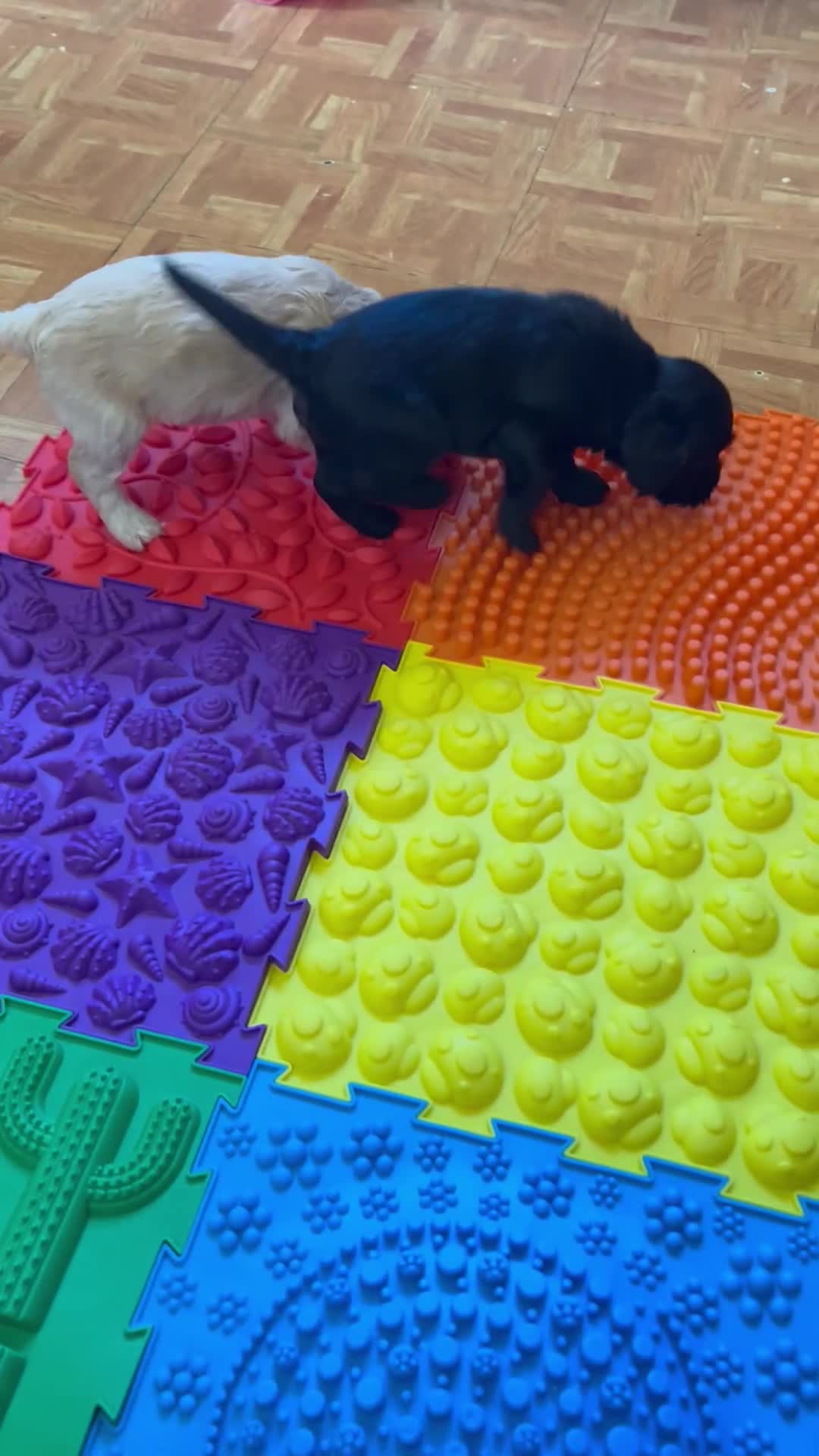 Mixed Breed dogs for sale: 4 gorgeous corkiepoo puppies for sale!! - Video 1