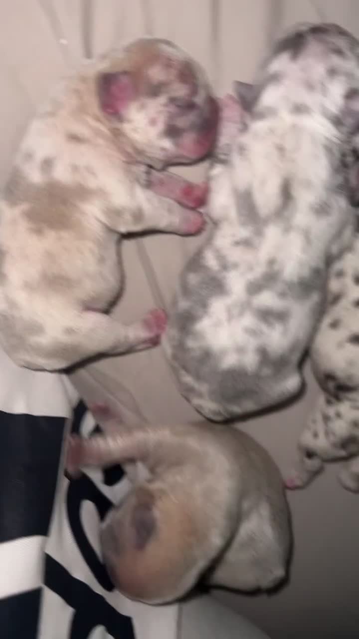 French Bulldog dogs for sale: 3 Merle French bulldog pups  - Video 2
