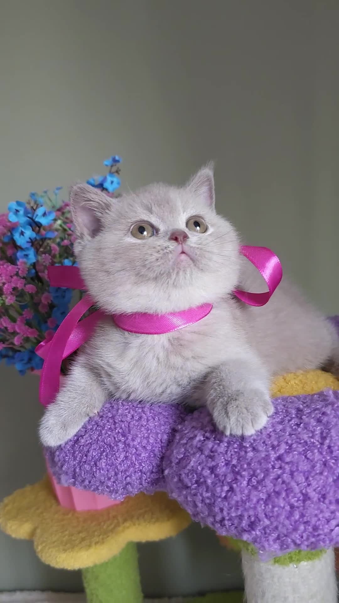 British Shorthair cats for sale: READY NOW🚗FREE DELIVERY  - Video 1