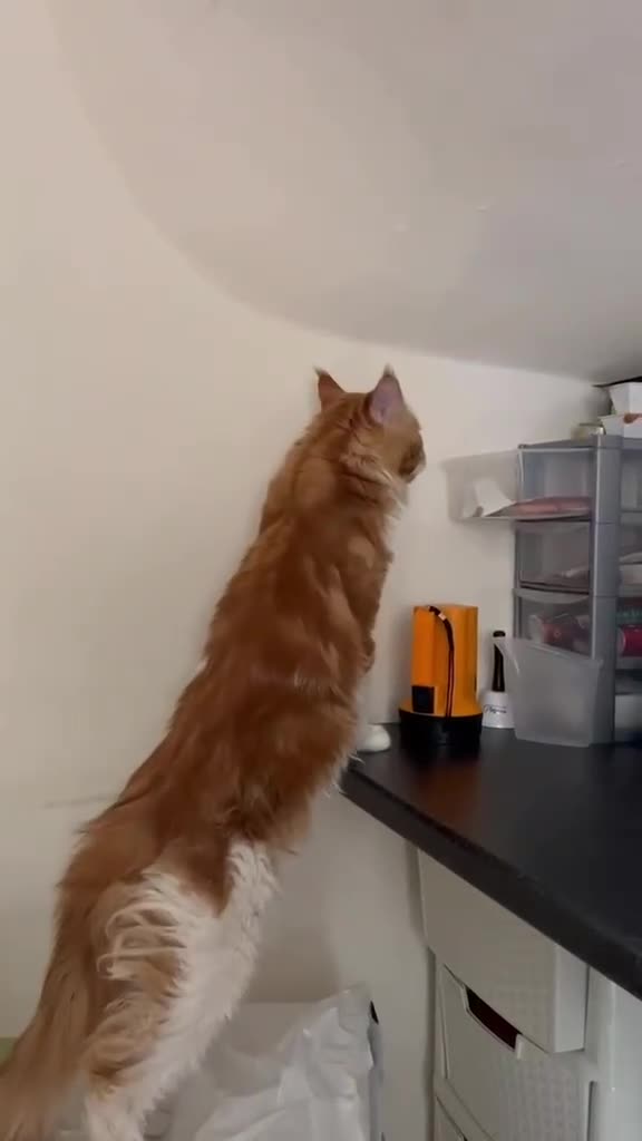Maine Coon cats for sale: MaineCoon Male 6 years Old  in Coventry - Video 1