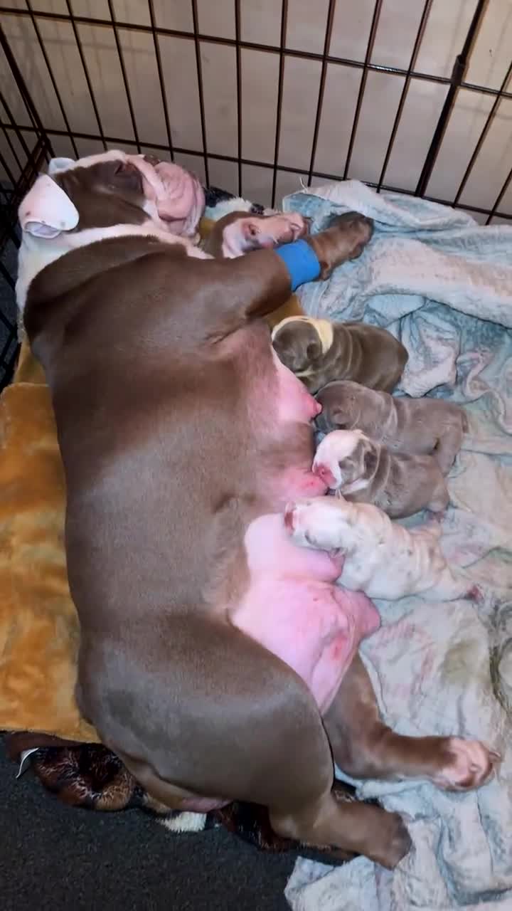 English Bulldog dogs for sale: ‼️KC ENGLISH BULLDOG PUPS‼️ - Video 2