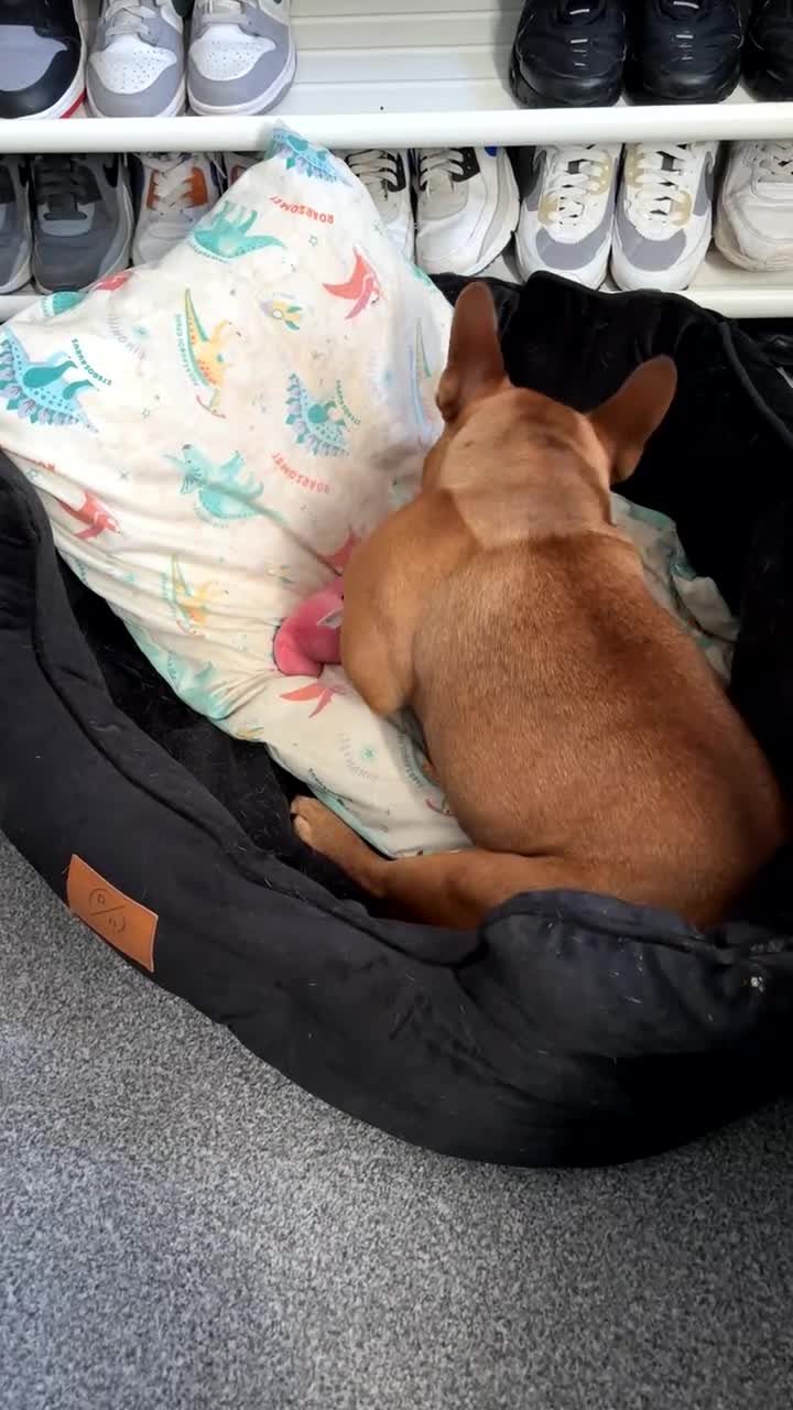 French Bulldog dogs for sale: lupo the french bulldog  - Video 2