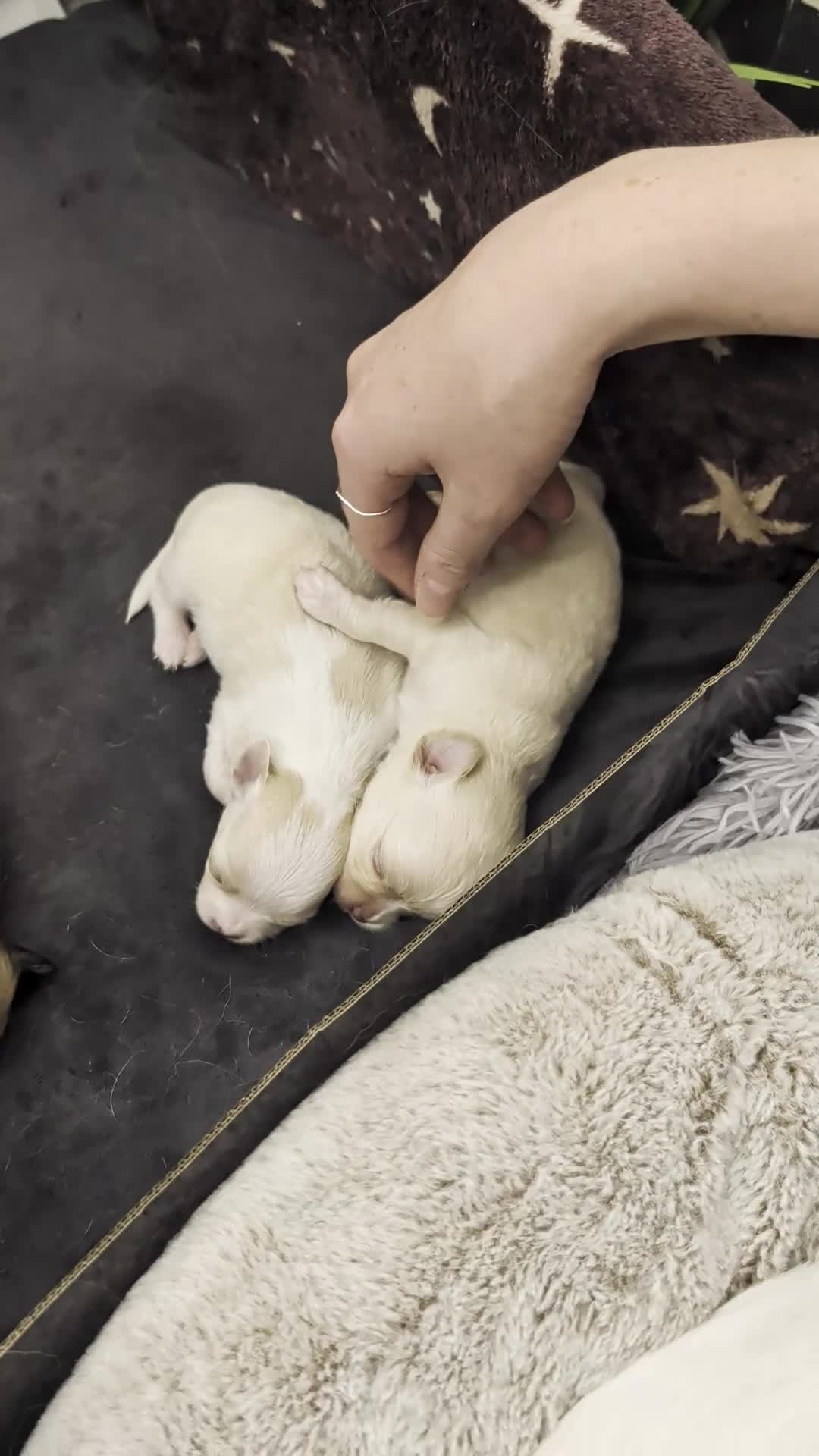 Chihuahua dogs for sale:  3 ABSOLUTELY GORGEOUS CHIHUAHUA PUPPIES FOR SALE - Video 2