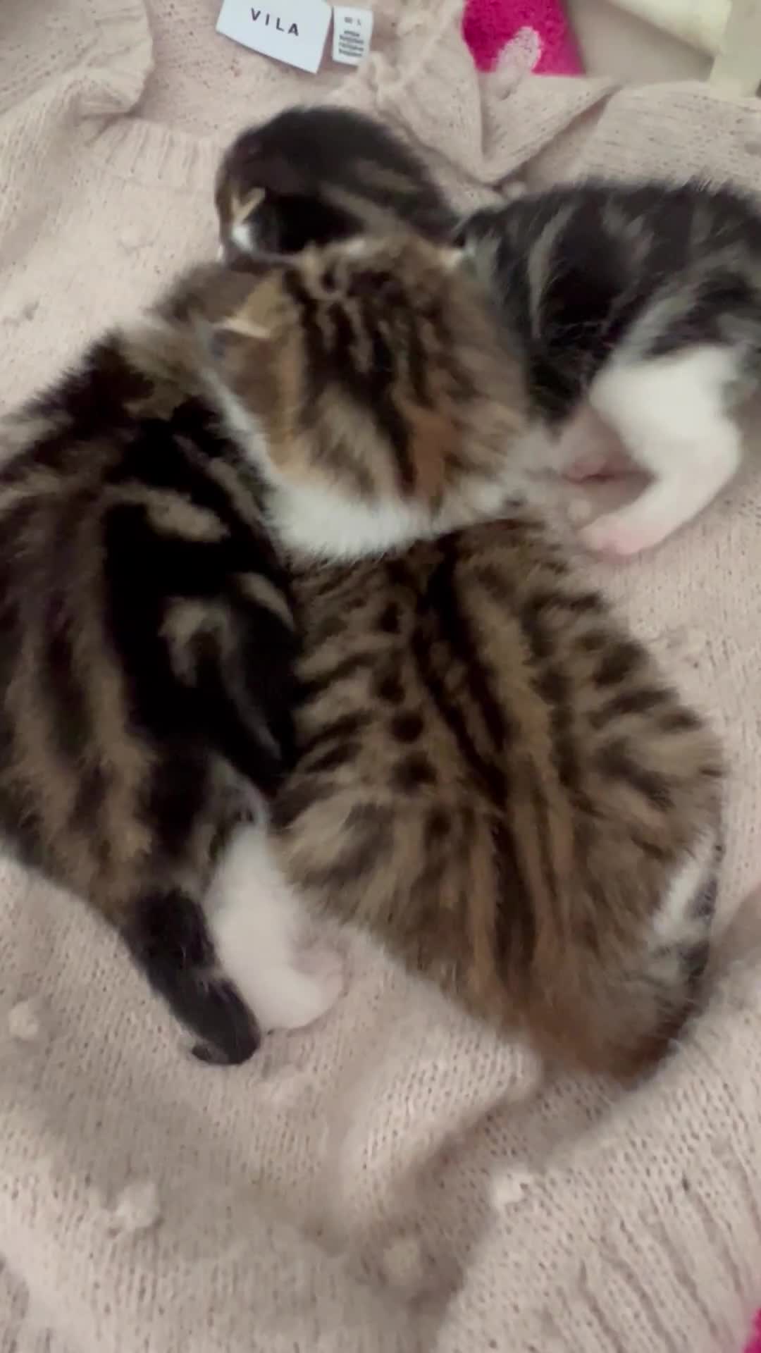 Mixed Breed cats for sale: 4  GORGEOUS TABBY/TORTOISHELL GIRLS.   - Video 1