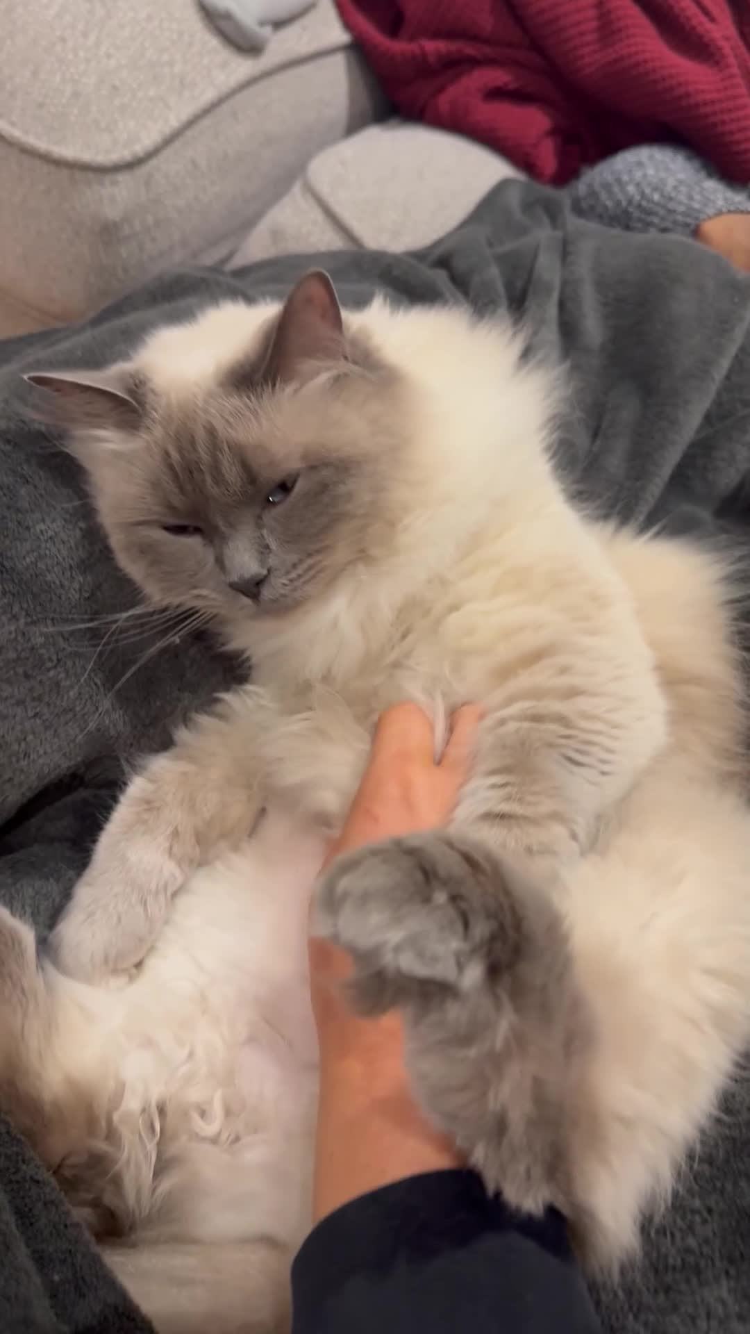 Ragdoll cats for sale: Beautiful five year old Ragdoll  - Video 4