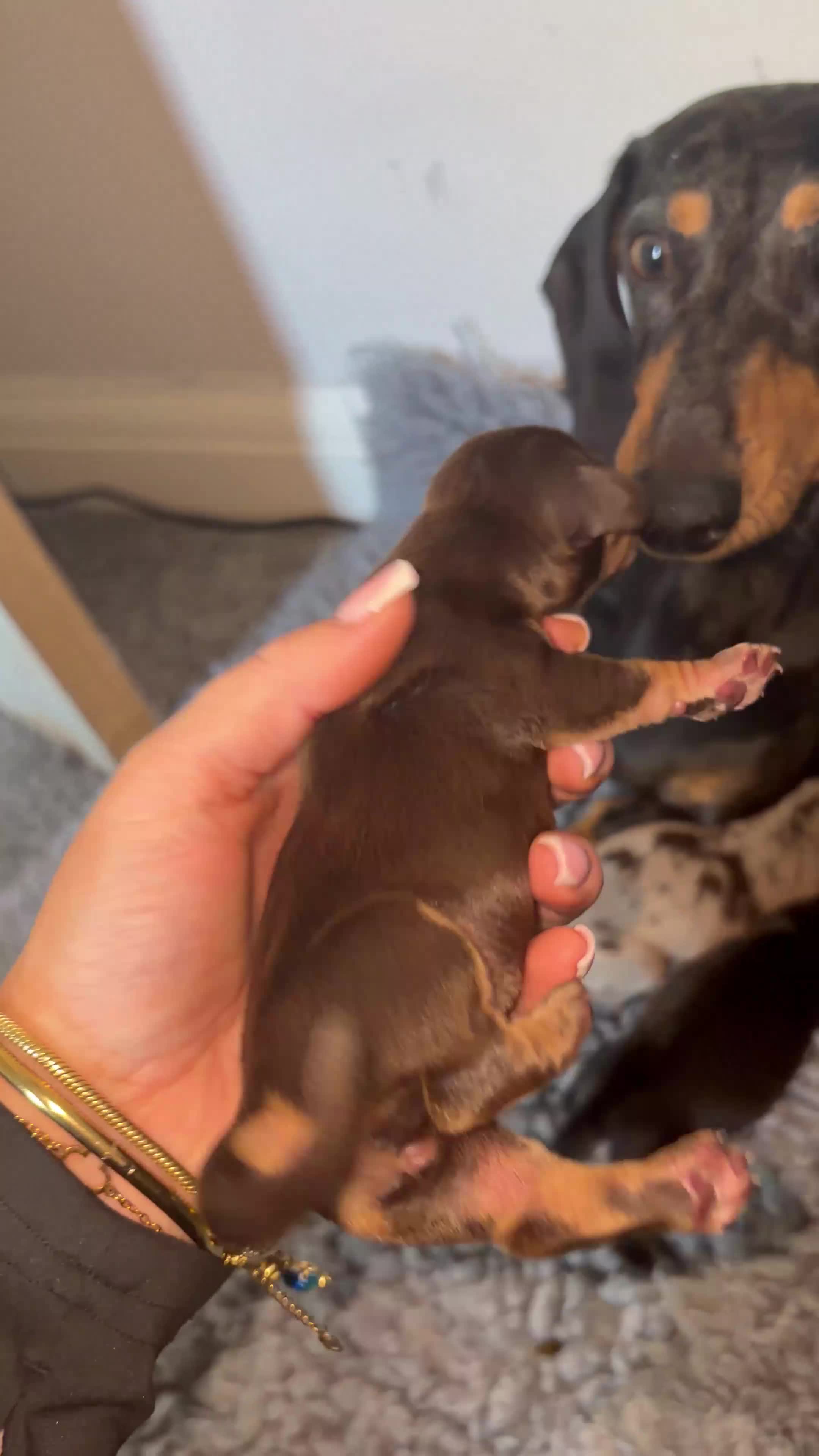 Miniature Dachshund dogs for sale: Miniature dachshund puppies just been born🐶 in Bury - Video 1