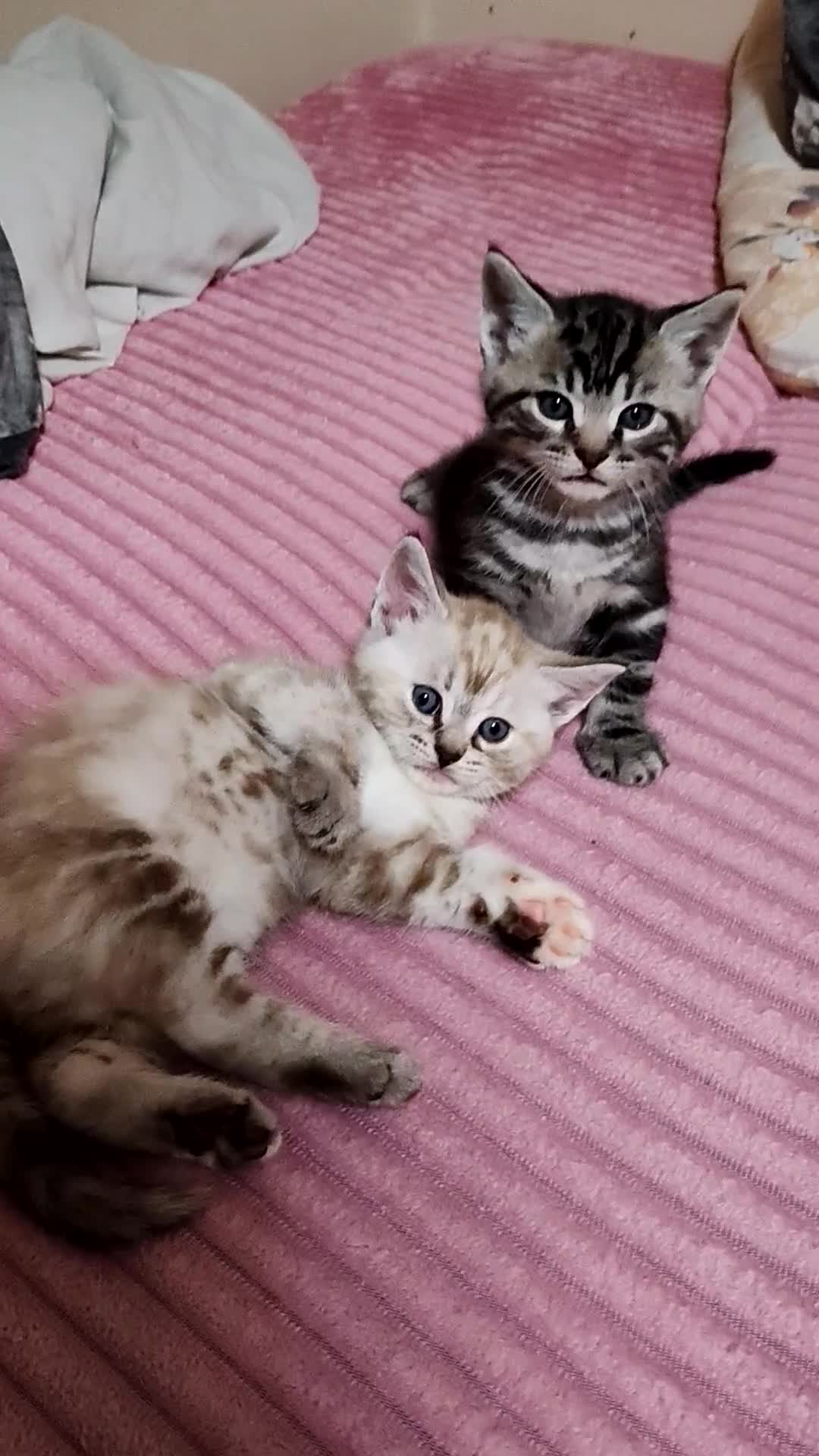 Mixed Breed cats for sale: Cute Bengal mix Kittens looking for loving homes🐱 - Video 2