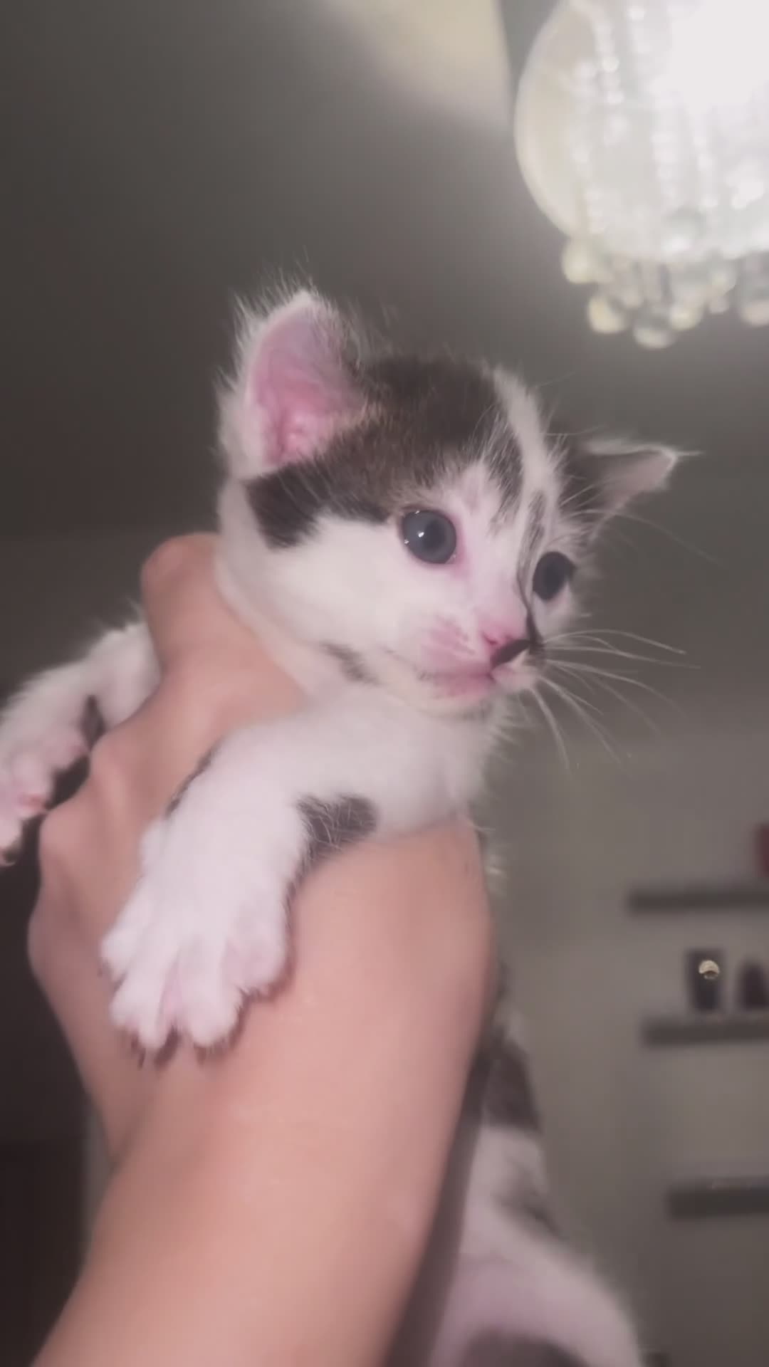 Bengal cats for sale: Beautiful Bengal kittens blue eyes - Video 1