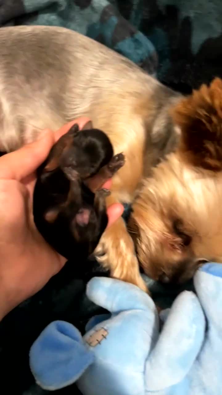 Yorkshire Terrier dogs for sale: Mini toy  Yorkshire Terrier's  - Video 1