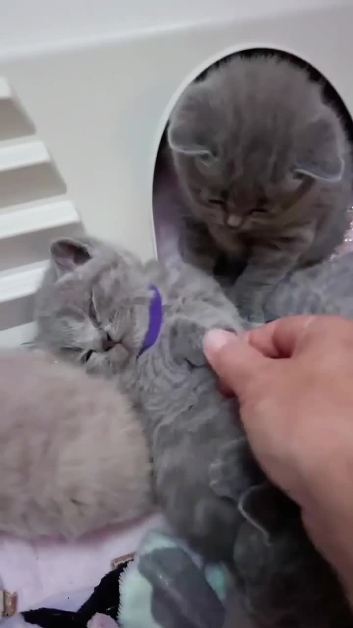 British Shorthair cats for sale: Last 3 Pedigree GCCF Reg Kittens, Ready Now in Gillingham - Video 2
