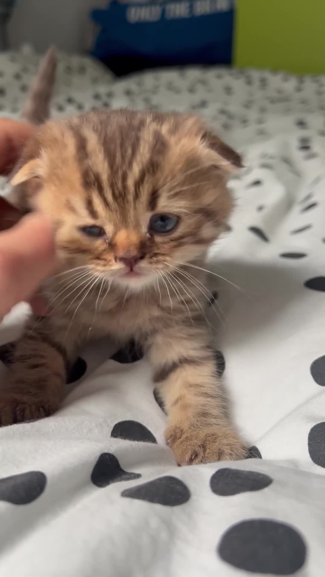 Scottish Fold cats for sale: Adorable Scottish Fold kittens 🐈‍⬛  - Video 4
