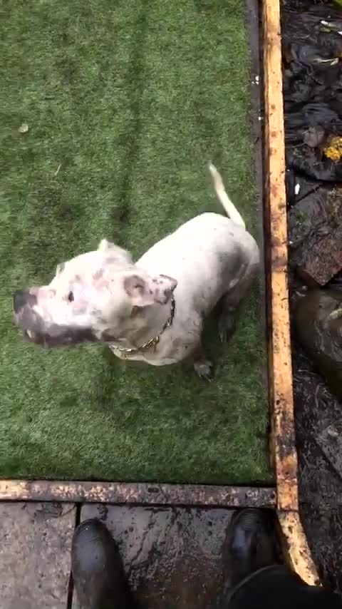 Staffordshire Bull Terrier dogs for sale: Staffy cross in Colne - Video 1