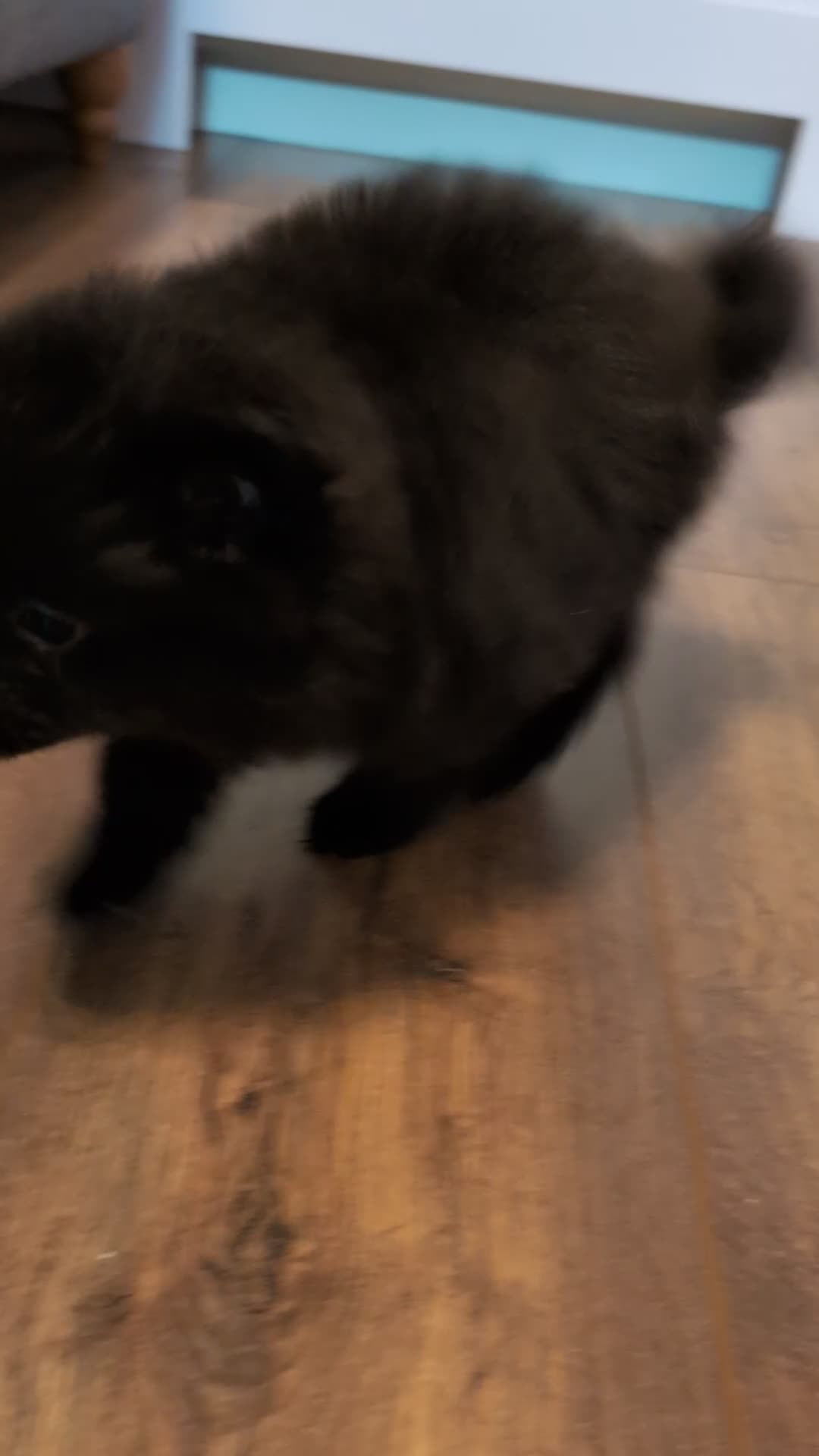 Pomeranian dogs for sale: Miniature Pomeranians - Video 4