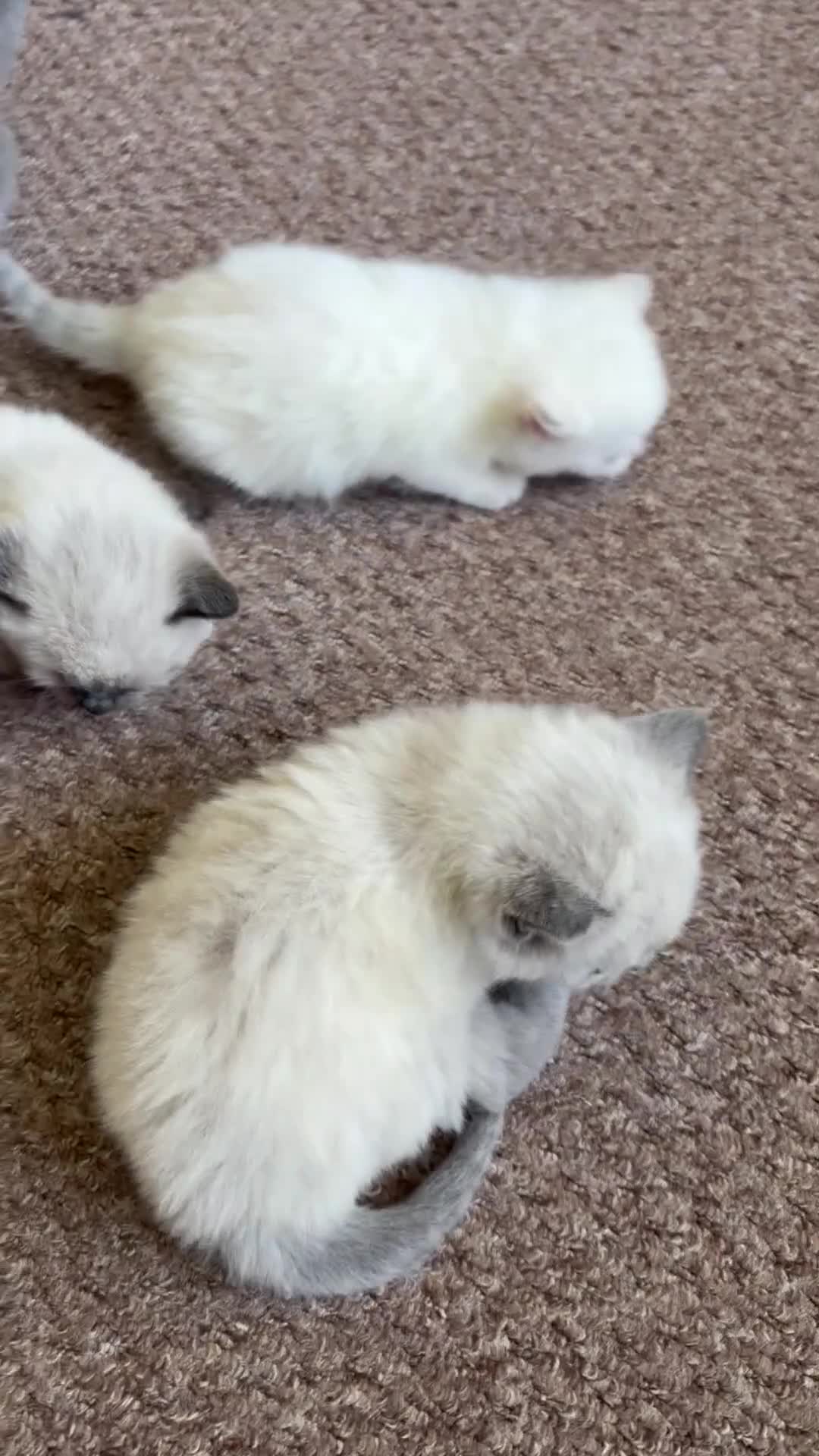 Scottish Fold cats for sale: Beautiful Scottish Fold & Straight Kittens in Wigston - Video 2