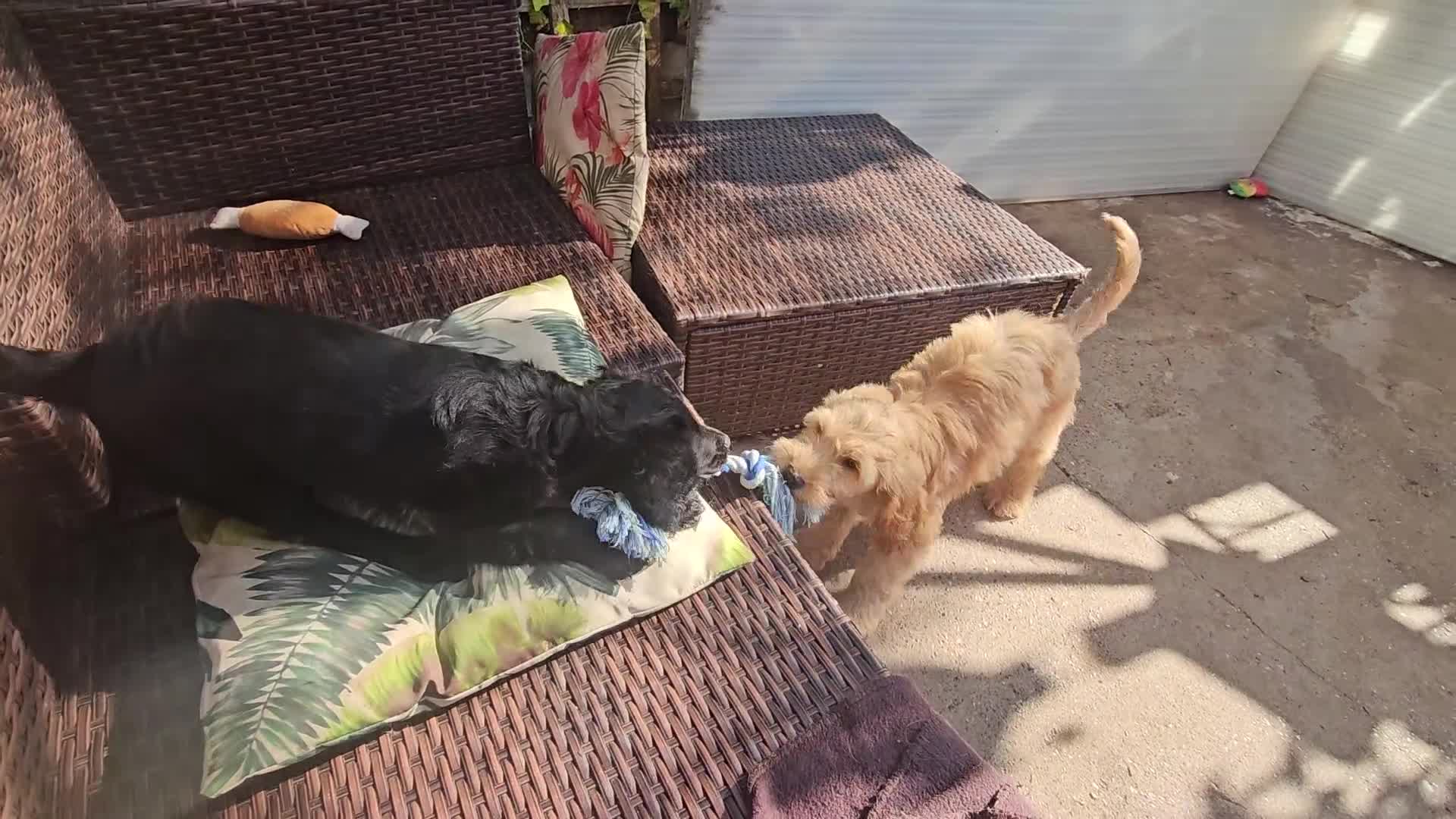 Cockapoo dogs for sale: Gorgeous Cockapoo pups - Ready now!!! - Video 1