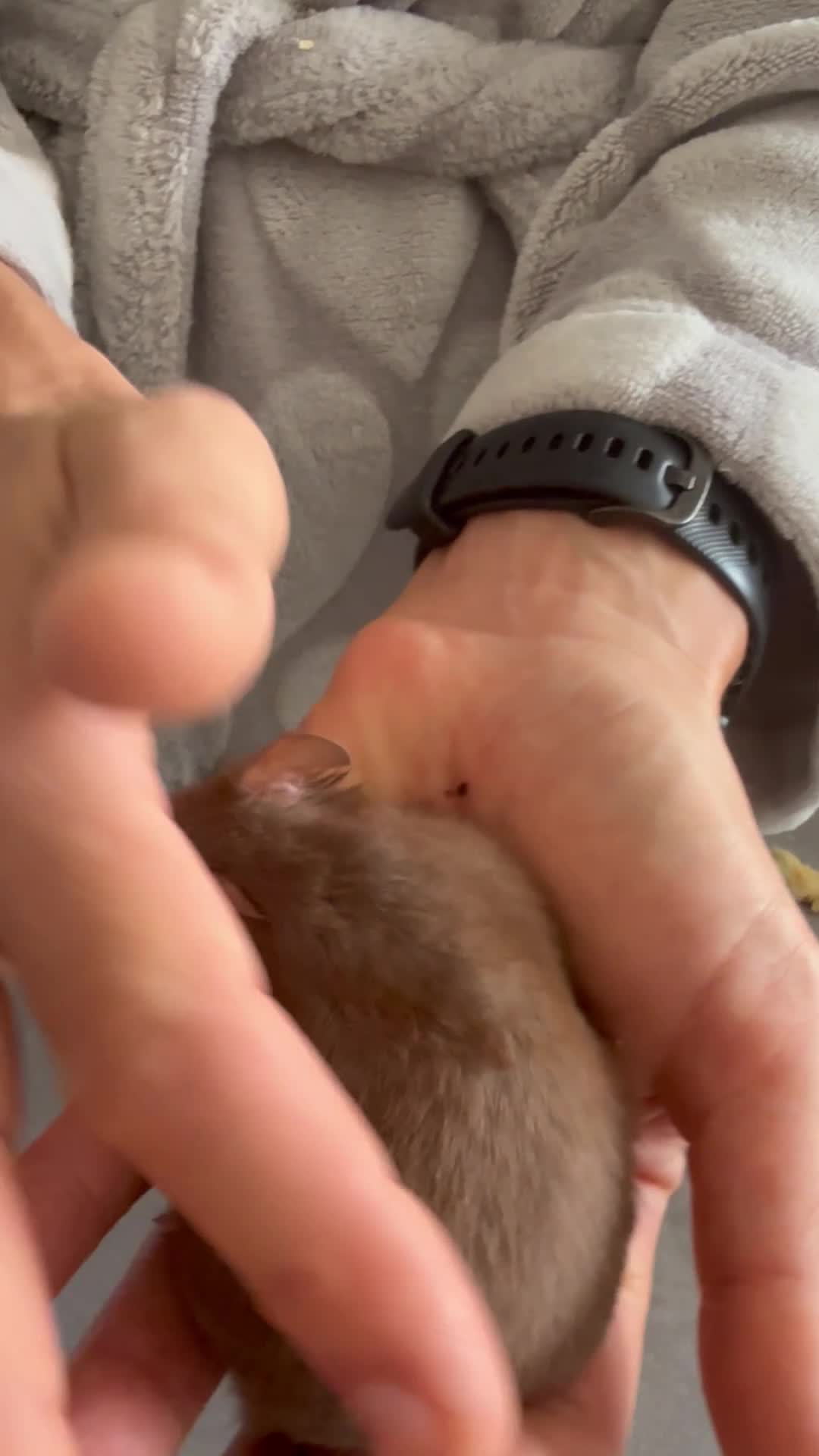 Hamster rodents for sale: Male baby hamster - rare mink brown - Video 1