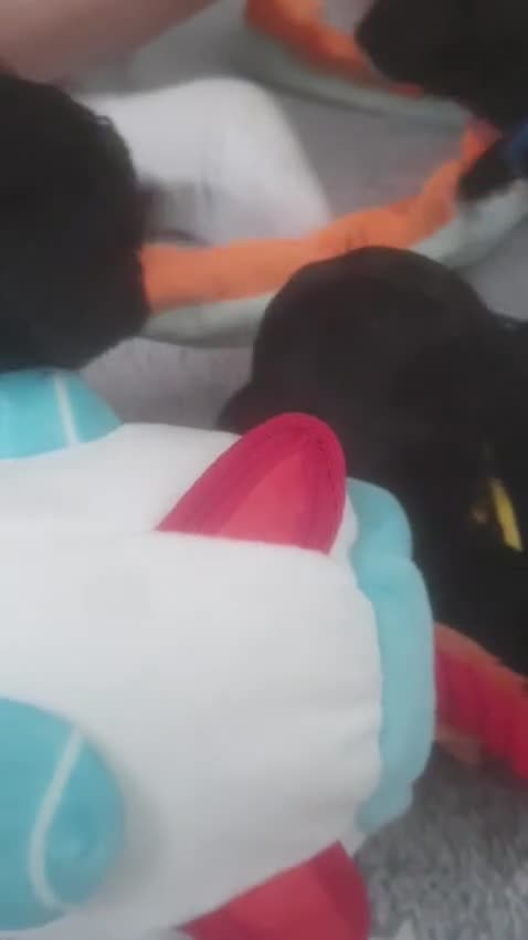 Maltipoo dogs for sale: Toy f1b maltipoos dna clear. - Video 1